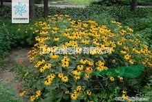 黑心菊別稱黑心金光菊、黑眼菊 黑心菊種子價(jià)格 黑心菊照片