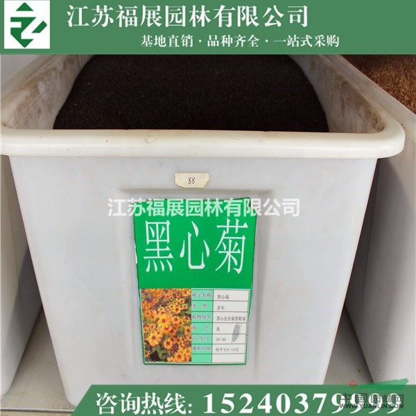 黑心菊別稱黑心金光菊、黑眼菊 黑心菊種子價(jià)格 黑心菊照片