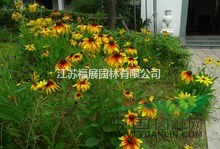 黑心菊別稱黑心金光菊、黑眼菊 黑心菊種子價(jià)格 黑心菊照片