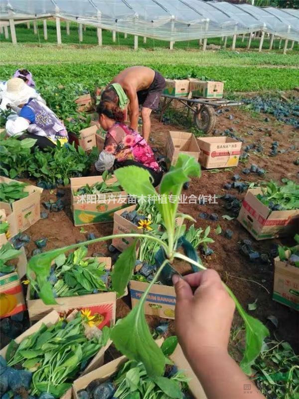 黑心菊多年生宿根草本花卉 黑心菊小苗價格表