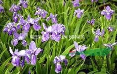 荷蘭矮生金雞菊、黑心菊宿根花卉在園林應(yīng)用中常見的配色方法