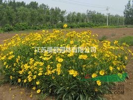 金雞菊別稱小波斯菊、金錢菊、孔雀菊   金雞菊種子價(jià)格