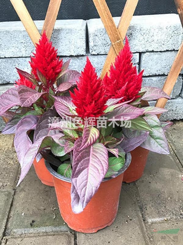 雞冠花苗 漳州鳳尾雞冠花精品苗直銷批發(fā)