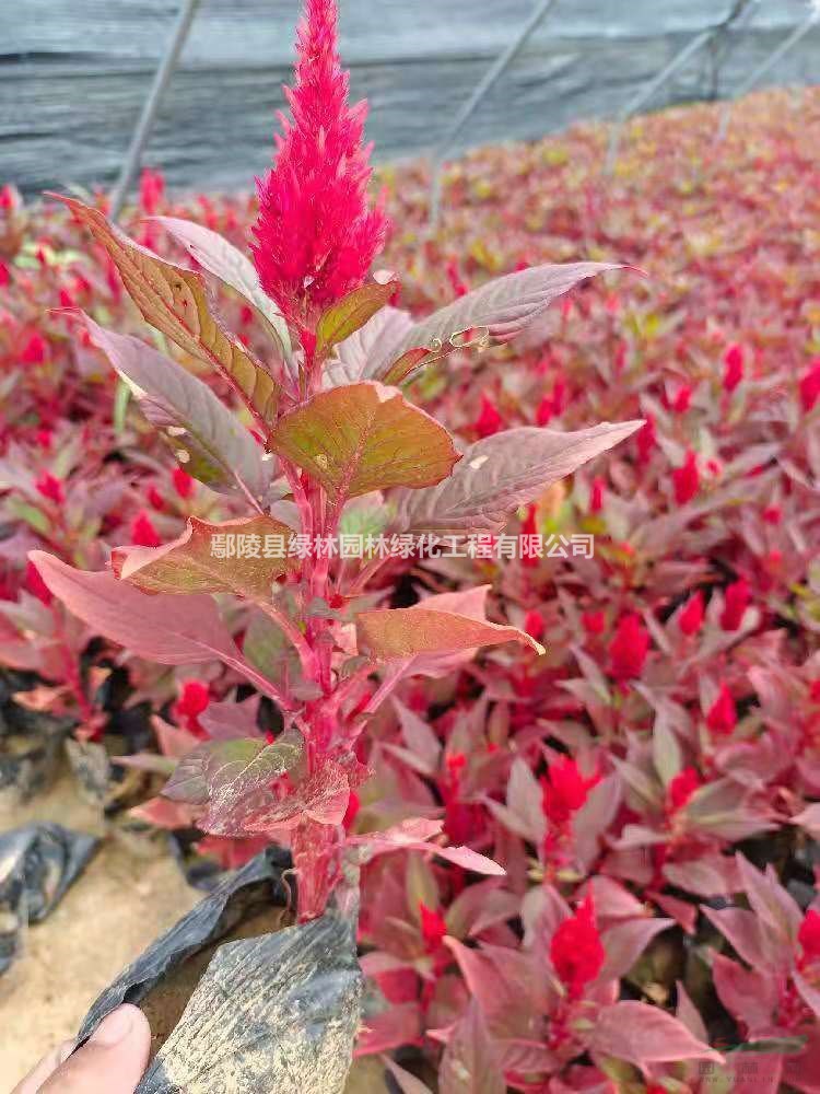 河南雞冠花 許昌雞冠花介紹/特征/用途