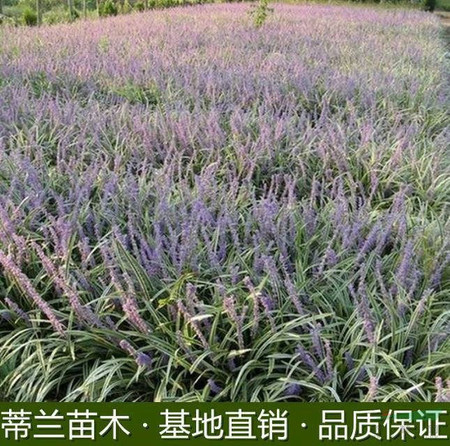 江蘇麥冬草 江蘇金邊麥冬草基地 蘇北麥冬草基地