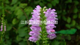 假龍頭別稱隨意草、棉鈴花、芝麻花、虎尾 假龍頭種子價(jià)格