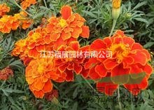 孔雀草種子價(jià)格  孔雀草花期7--9月