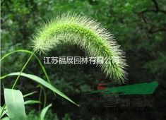 狼尾草是固堤防沙的首選植物 狼尾草種子價(jià)格  狼尾草照片