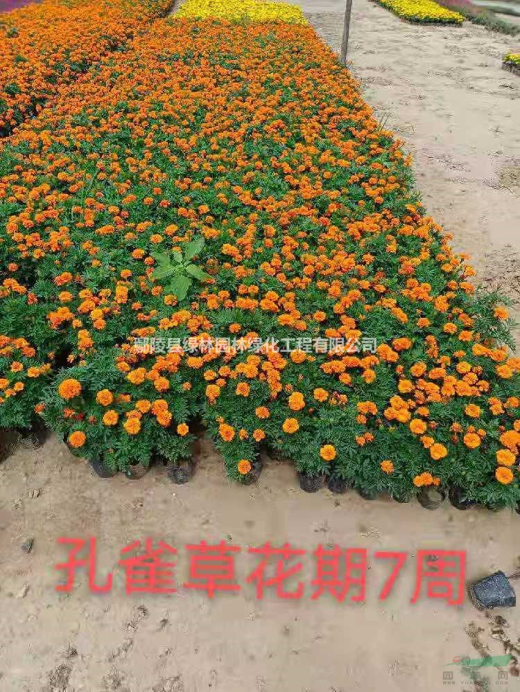 孔雀草 河南孔雀草基地 各類草花基地直銷行情報價/孔雀草 河南孔雀草基地 各類草花基地直銷圖片展示