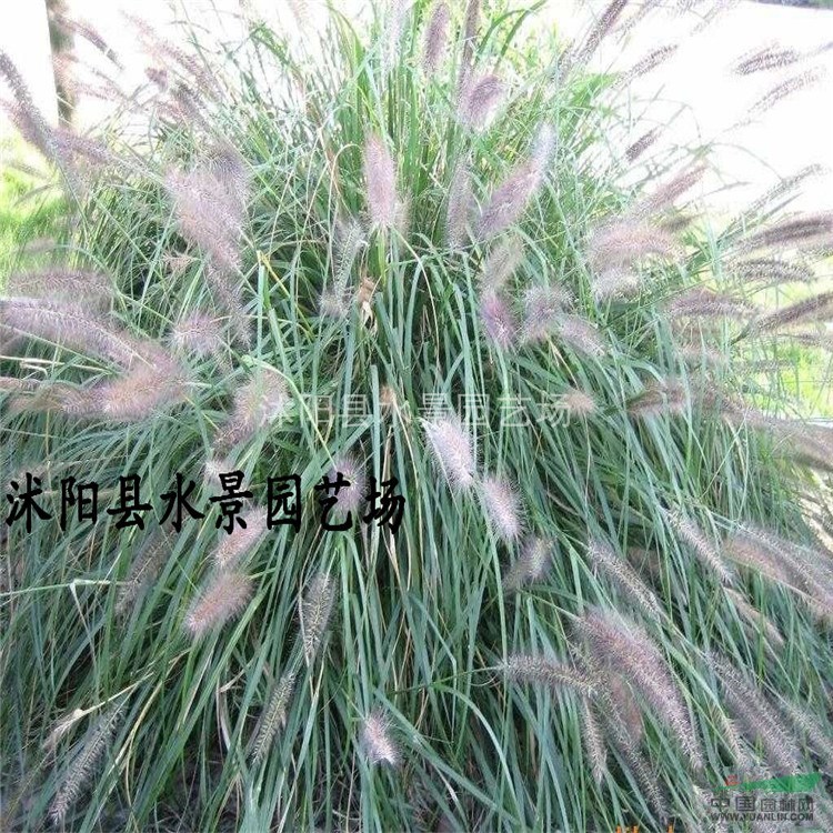 江蘇紫穗狼尾草，紫穗狼尾草供應，紫穗狼尾草價格 狼尾草批發(fā)