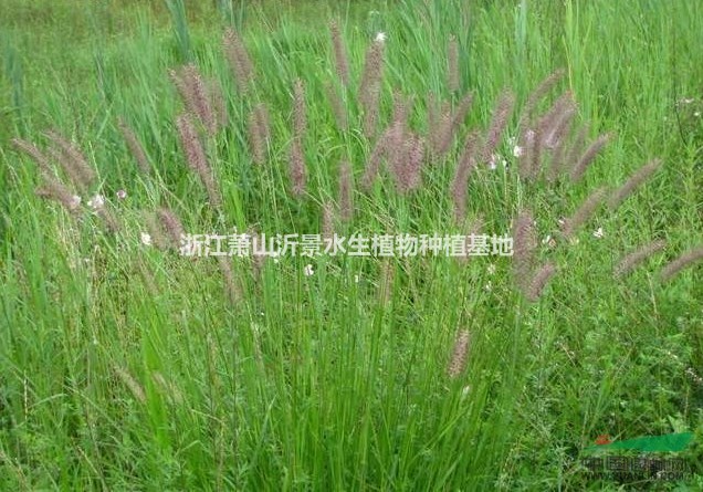 江蘇常州夏溪供應(yīng)水生植物狼尾草，狐尾藻，鳳眼蓮，