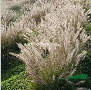 出口景觀花卉種子,狼尾草種子，狗尾巴、草芮草，老鼠狼