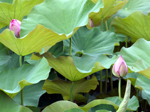 水生植物(蓮子草、雨久花、睡蓮、海壽花、荷花)