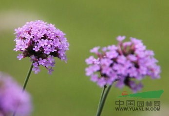 江蘇柳葉馬鞭草 柳葉馬鞭草價格 柳葉馬鞭草批發(fā)