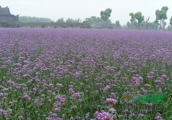 江蘇柳葉馬鞭草 柳葉馬鞭草價格 柳葉馬鞭草批發(fā)