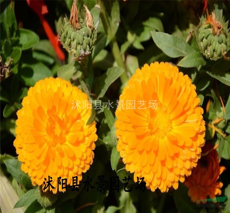 供應(yīng)金盞菊 黃金菊 地被菊 天然菊 亞菊 美女櫻 小菊