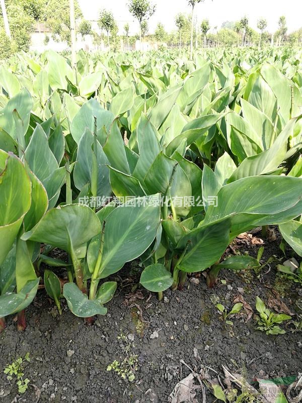 花葉美人蕉，成都花葉美人蕉報價，四川成都花葉美人蕉