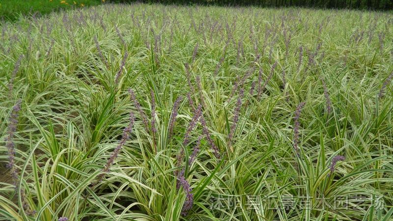 供應(yīng)地被植物銀邊麥冬草