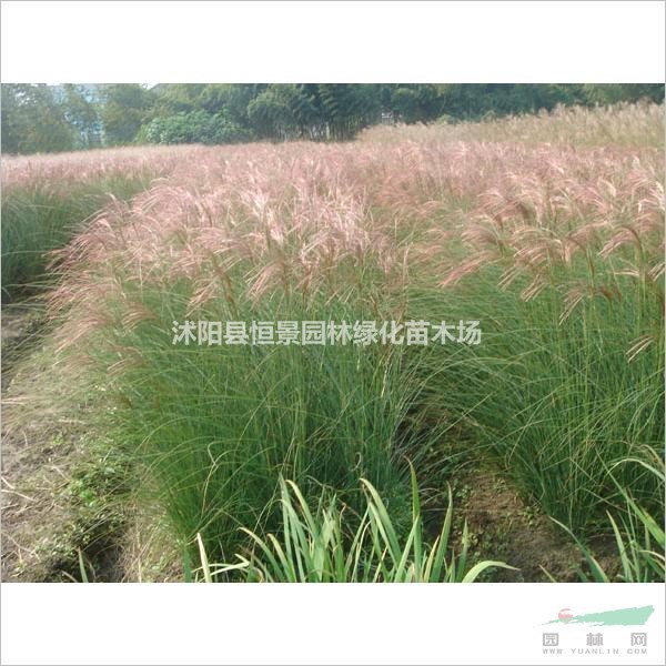 基地直銷細(xì)葉芒草 地被植物細(xì)葉芒 細(xì)葉芒價(jià)格 批發(fā)