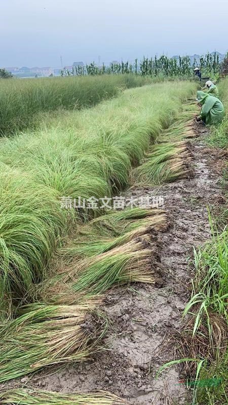 大量供應  再力花   千屈菜 鳶尾 美人蕉 等水生植物