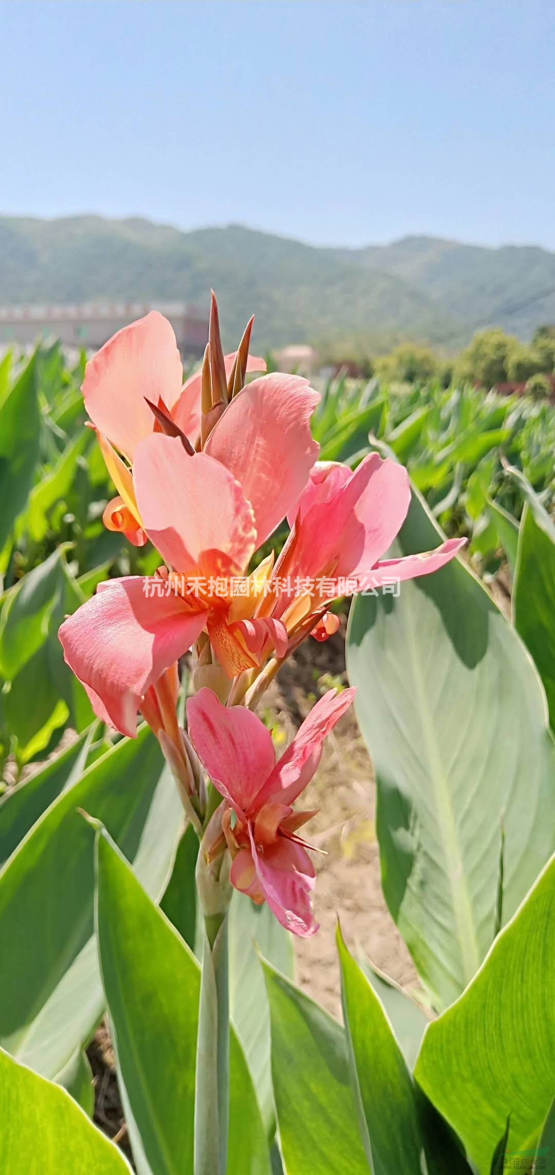 浙江地區(qū)出售水生粉花美人蕉