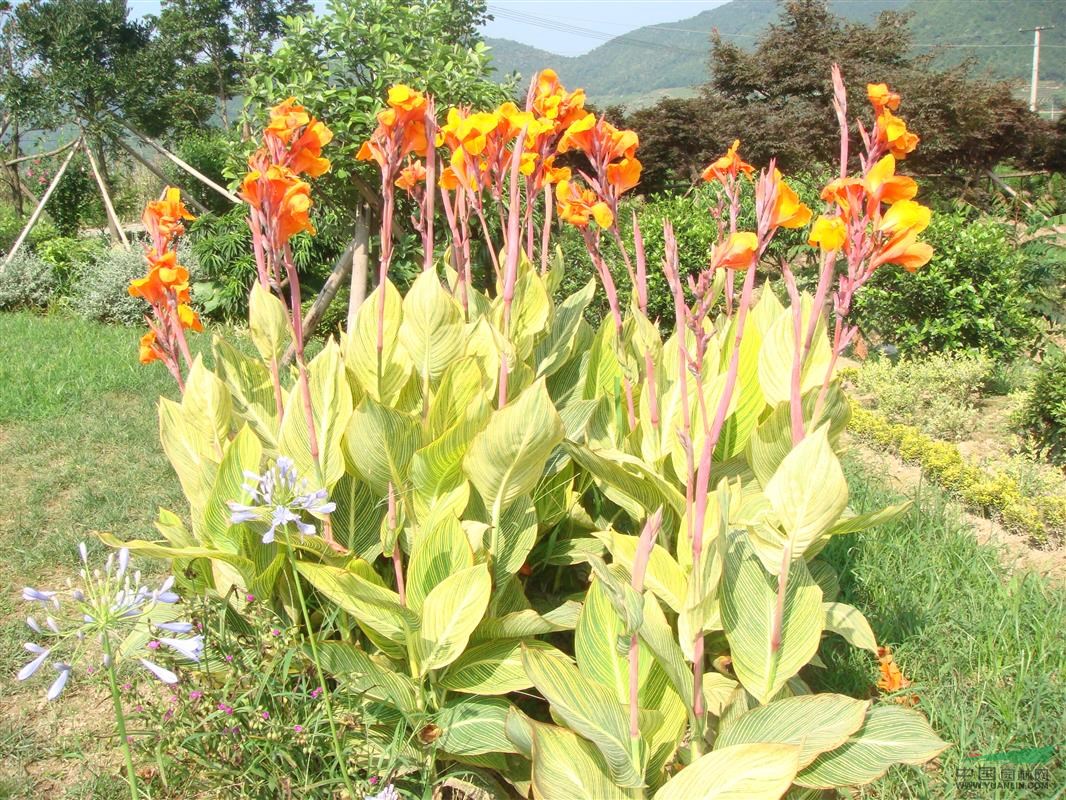 浙江花葉美人蕉信息