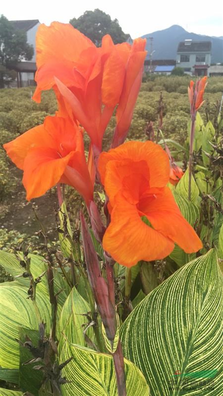 浙江花葉美人蕉信息