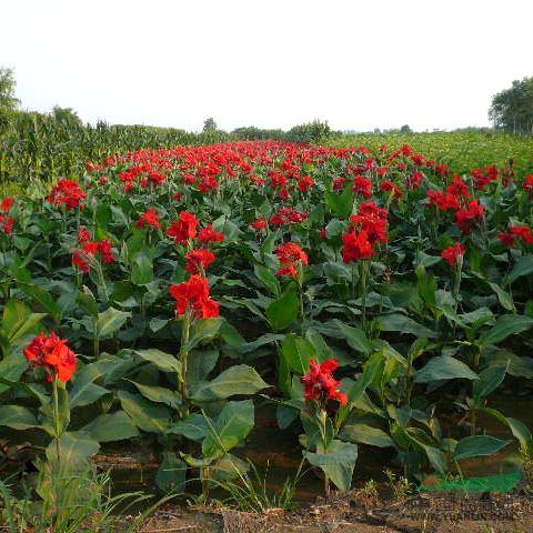 供應一大批水燭、水生美人蕉、荷花、黃菖蒲