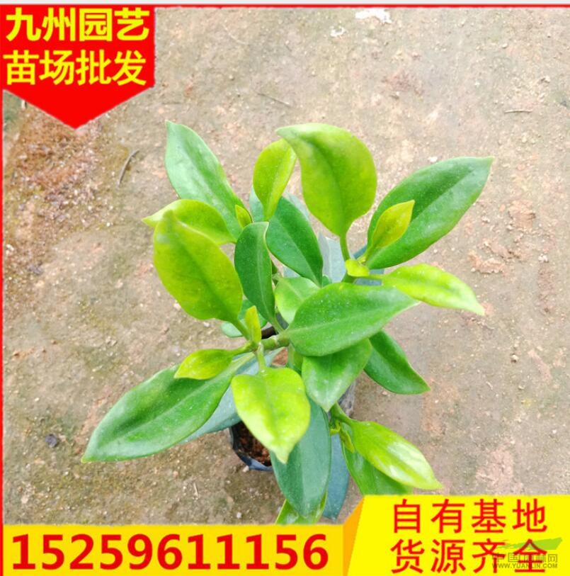 福建非洲茉莉小袋苗便宜 漳州非洲茉莉袋苗便宜 福建茉莉花便宜