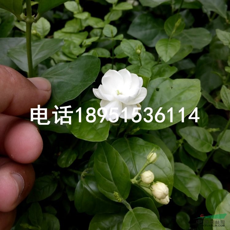 雙瓣茉莉花盆栽苗 苗圃處理價(jià)價(jià)格