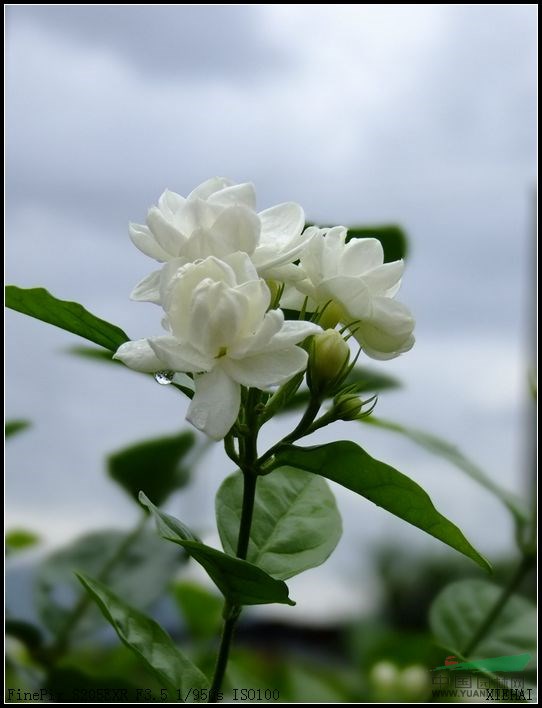 茉莉花地苗