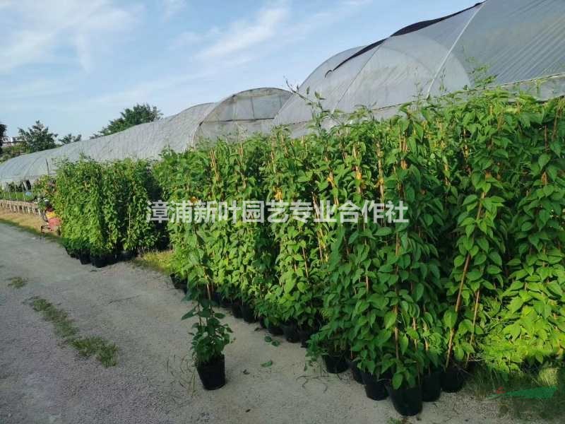 福建供應(yīng)炮仗花 鞭炮花 黃鱔藤規(guī)格齊全