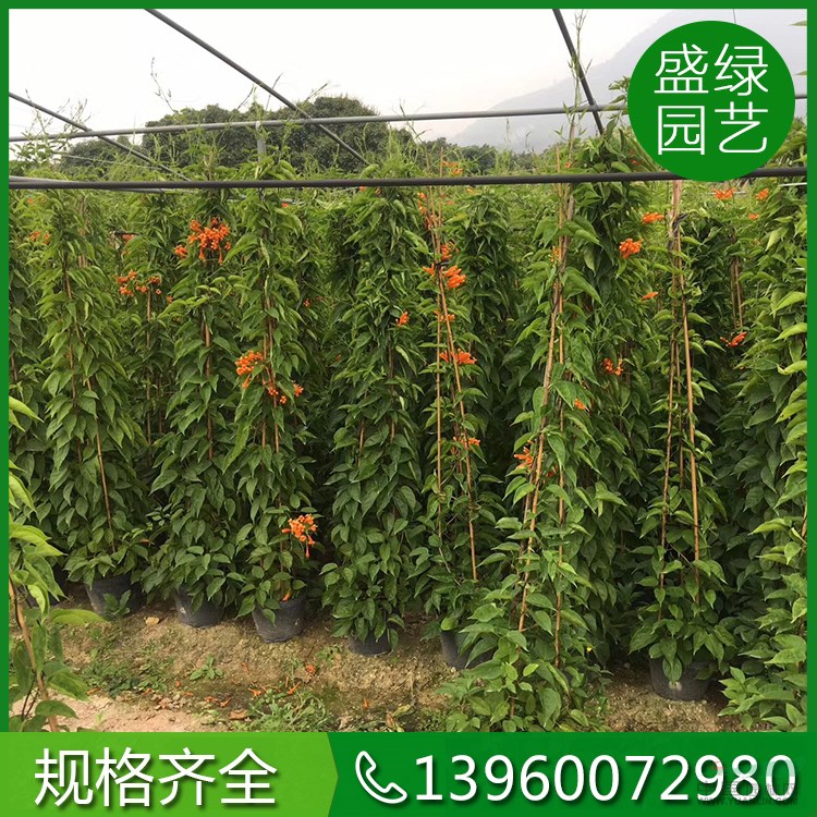 各種規(guī)格炮仗花 農(nóng)戶直銷炮仗花 福建炮仗花基地