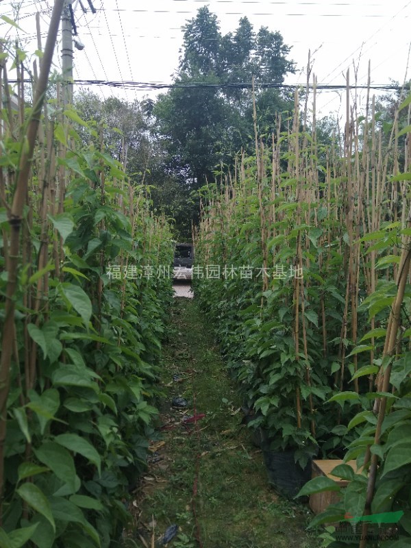 福建漳州炮仗花低價銷售