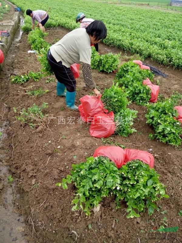 橫縣茉莉花