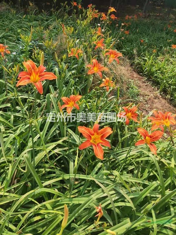 河北定州供應(yīng)婆婆納50000芽