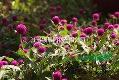 千日紅別稱火球花、百日紅   千日紅種子價(jià)格