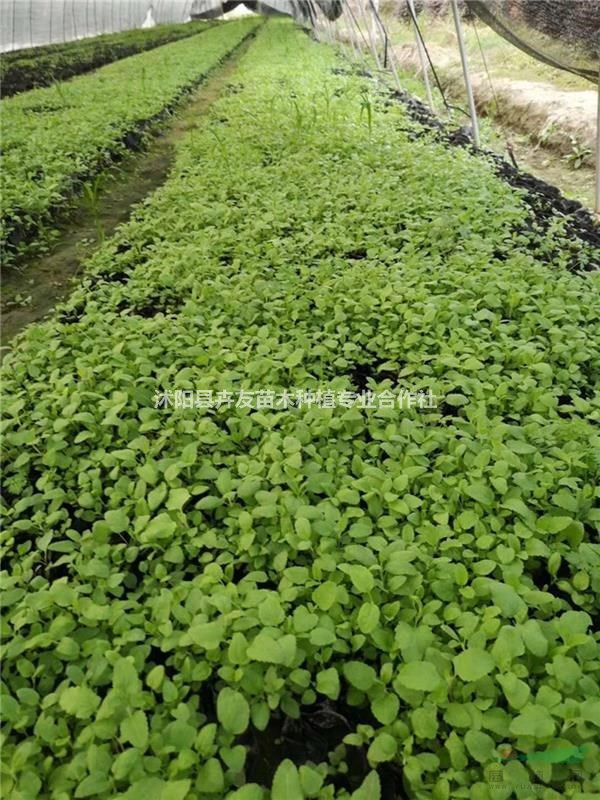 婆婆納 一年至二年生草本植物 多種花色婆婆納小苗