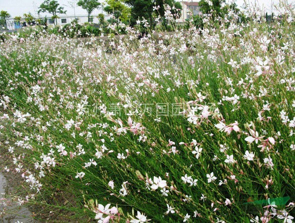 山桃草、千鳥花、青葉千鳥花、紫葉千鳥花、白桃花、白蝶