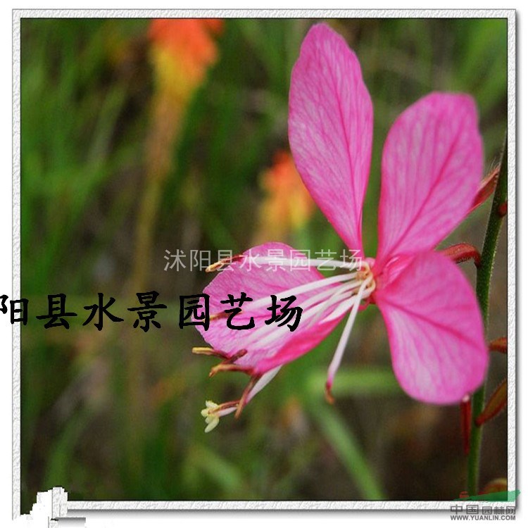 紫葉千鳥花，紫葉千鳥花供應(yīng)，紫葉千鳥花價(jià)格