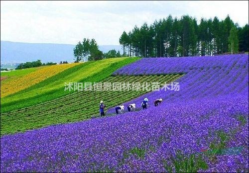 鼠尾草 基地批發(fā)價(jià)格