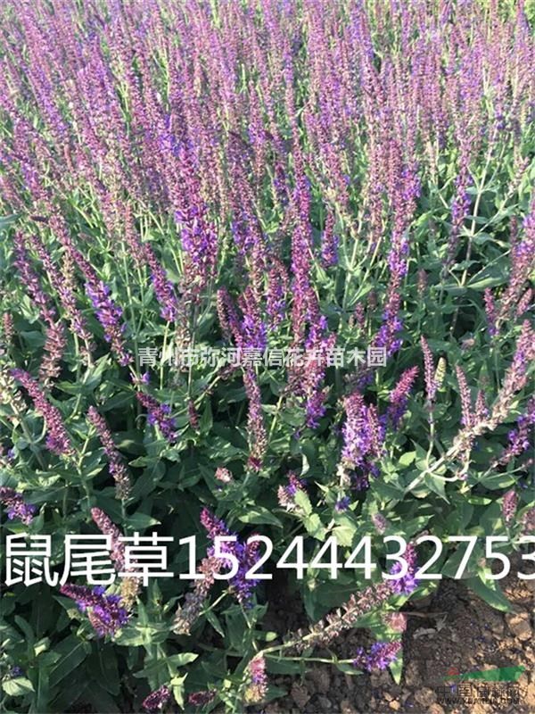 山東宿根花卉地被鼠尾草批發(fā)商