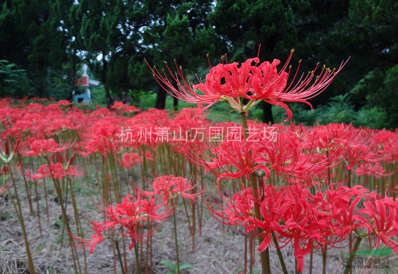 石蒜、黃花石蒜、紅花石蒜、彼岸花、老鴉蒜 曼珠沙華