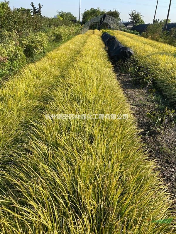 杭州大量供應(yīng)金葉石菖蒲