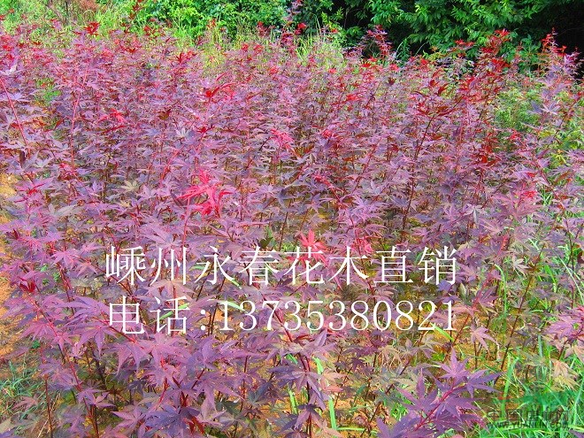 大量提供  3cm-20cm的日本櫻花，四季紅紅楓小價(jià)格優(yōu)惠