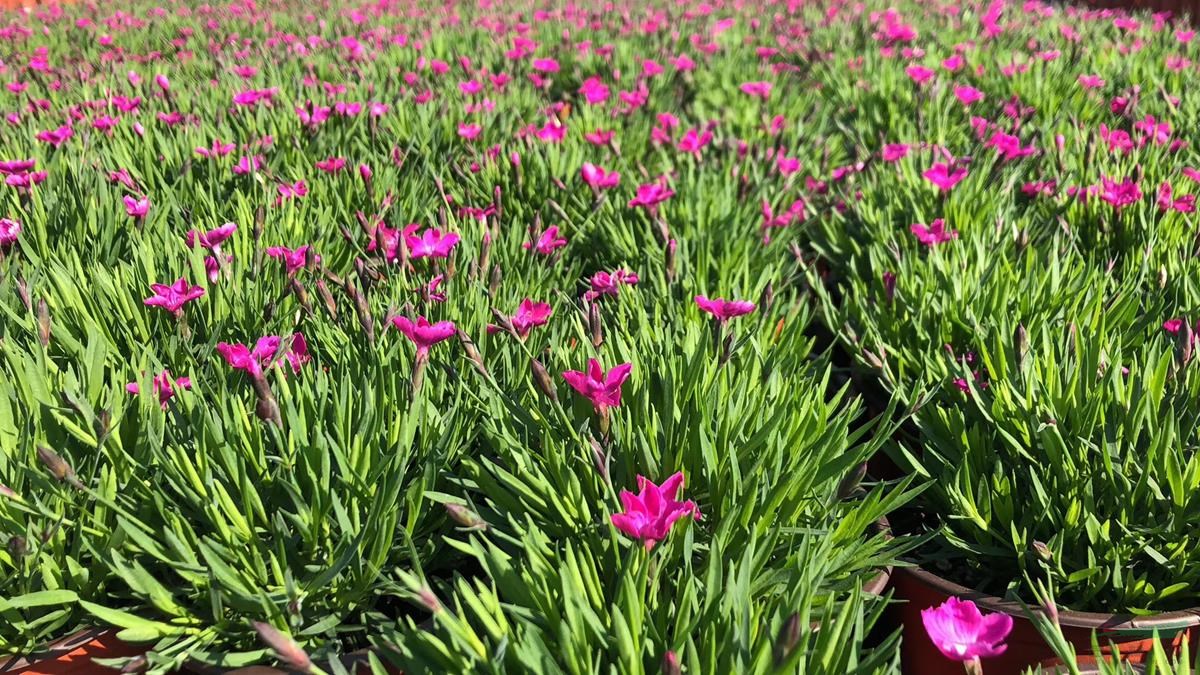 浙江地區(qū)出售歐石竹——會(huì)開(kāi)花的草坪