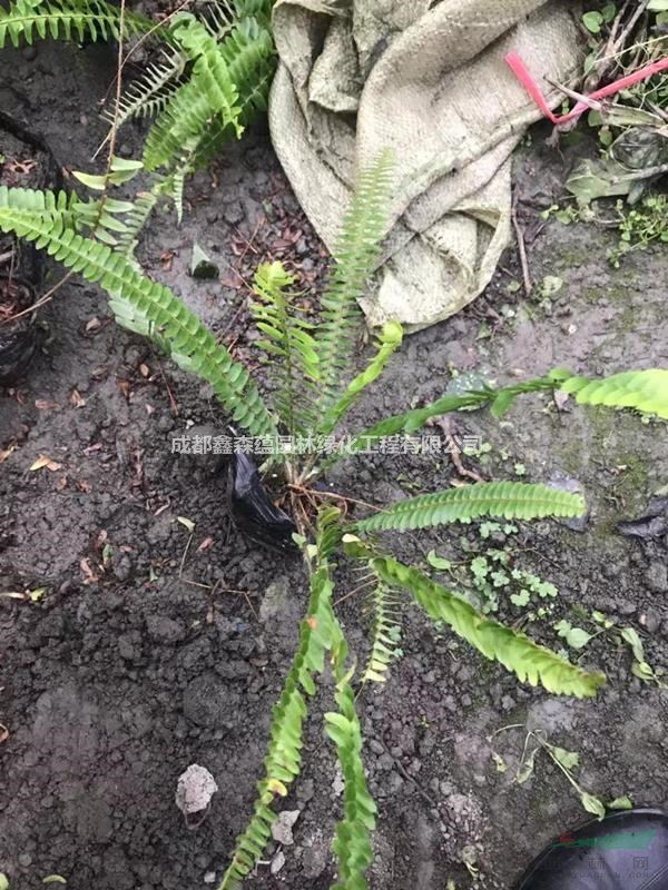 腎蕨小苗基地 排骨草批發(fā)基地 腎蕨杯苗