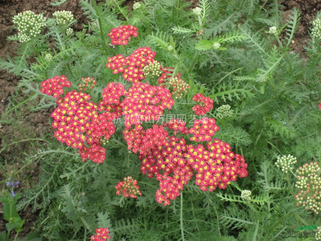 大黃蓍草 紅花蓍草 雜黃蓍草 千葉蓍