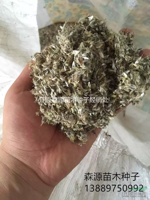 遼寧省天人菊種子多少錢一斤