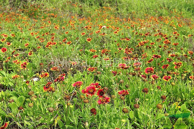 天人菊 又名虎皮菊、老虎皮菊